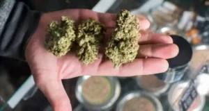 Buy Sour Diesel Online In Bali