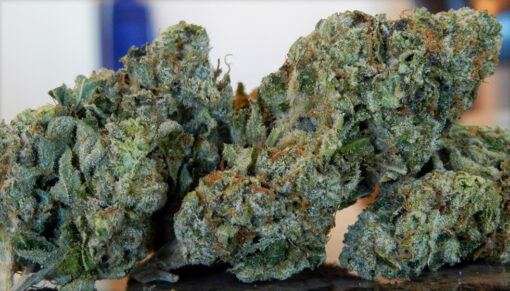 alaskan thunder fuck strain