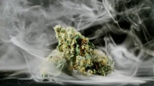 Buy Grand Daddy Purple In Bali