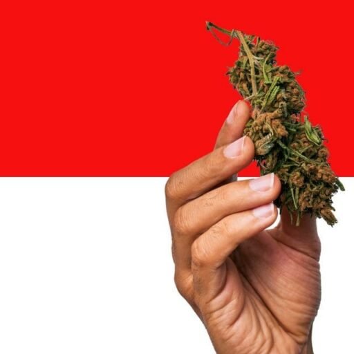 Buy Weed Online In Bali